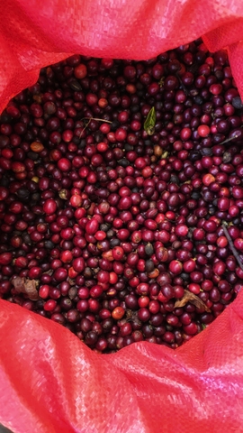 ROBUSTA 87,5 NATURAL INTRA-FRUIT FERMENTATION