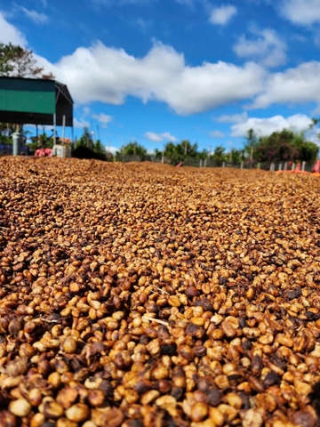 ROBUSTA 87,5 NATURAL INTRA-FRUIT FERMENTATION