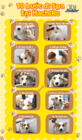 10 bước đi spa tại Hachiko