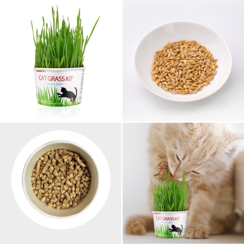 Hộp trồng cỏ mèo Bioline 12gr