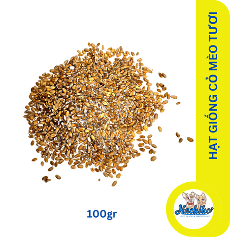 Hạt giống cỏ mèo tươi để trồng - Gói 100gr