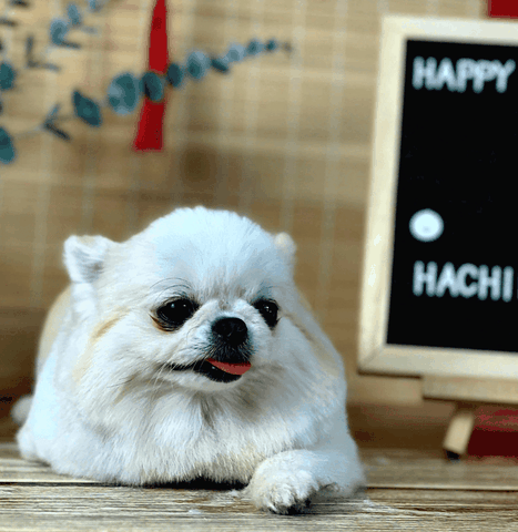 Dịch vụ spa, grooming, tắm, vệ sinh, cắt tỉa, cạo lông cho chó