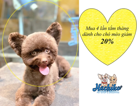 Dịch vụ Tắm Cắt cho Chó - Phiếu tháng giảm 20%