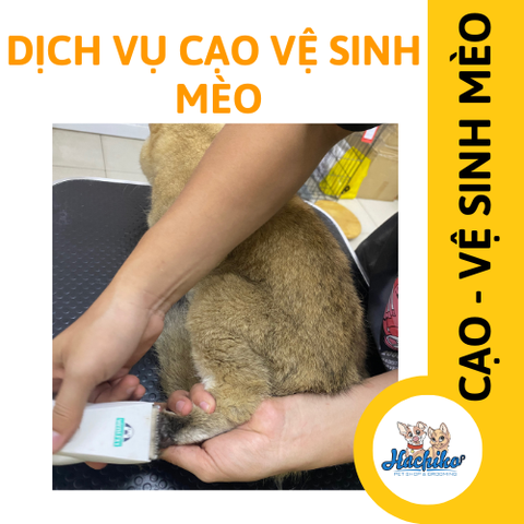 Combo Cạo - Vệ sinh trọn gói cho Mèo