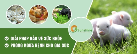 Sunshine Vietnam