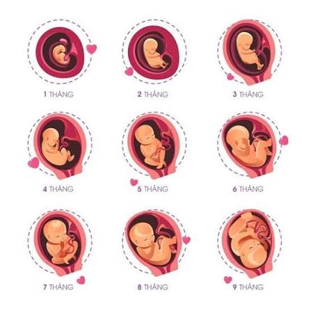 Bảng cân nặng thai nhi chuẩn theo từng tuần mẹ bầu cần biết và lưu ý