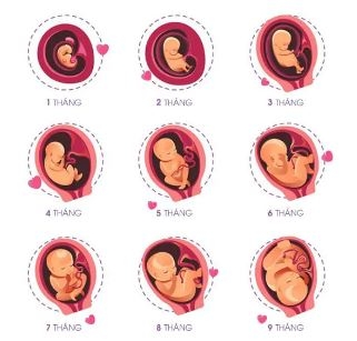 Bảng cân nặng thai nhi chuẩn theo tuần tuổi mẹ bầu cần biết 2026