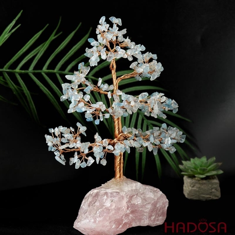 Cây tài lộc Aquamarine 12*7*22cm