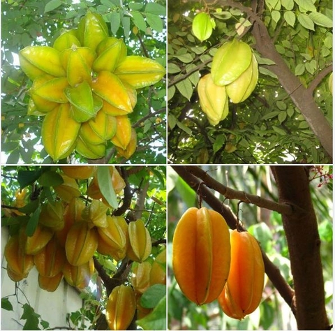 Hạt giống Cây khế ngọt - gói 5 hạt