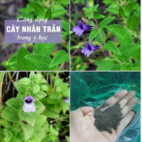 Hạt Giống Cây Nhân Trần