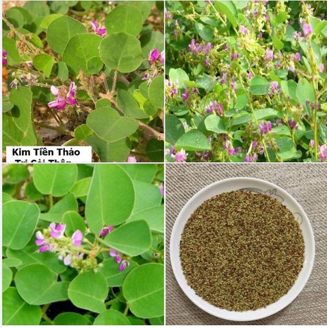 Hạt Giống Kim Tiền Thảo