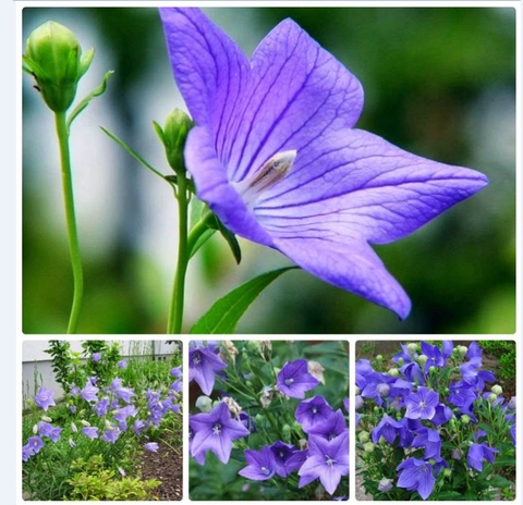 Hạt Giống Hoa Cát Cánh