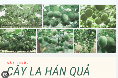 Hạt giống cây la hán quả - 5 hạt