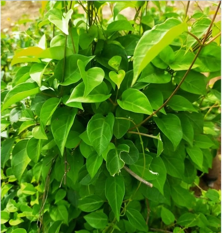 Hạt Giống Lá Giang  - Gói 10 hạt