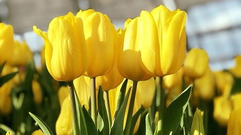 Bộ 5 củ giống hoa tulip màu vàng