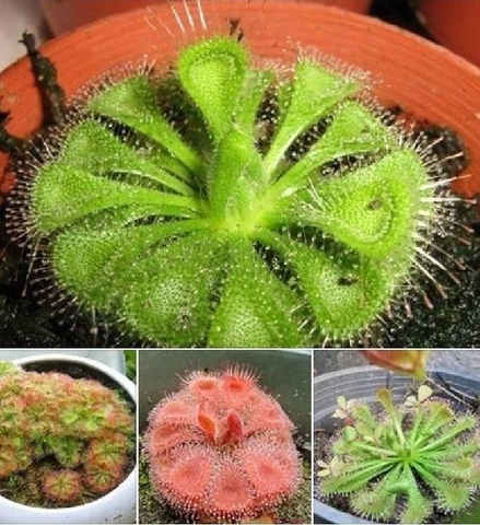 Hạt Giống Cây Bắt Mồi Gọng Vó