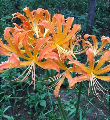 Củ giống hoa bỉ ngạn hoa màu cam