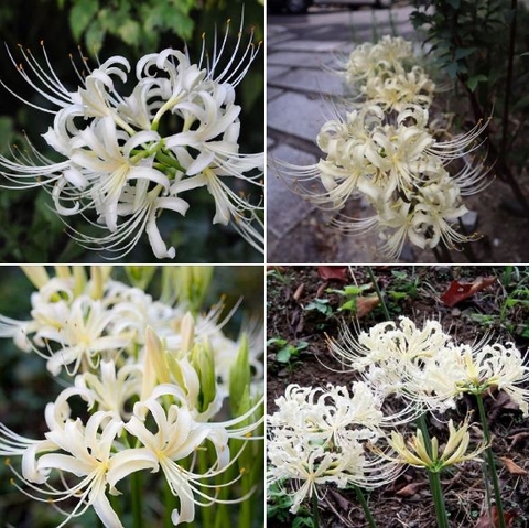 Củ giống hoa bỉ ngạn hoa trắng