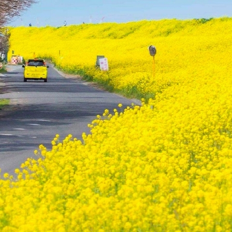 Hạt giống cải hoa vàng - cải dầu - Gói 5gram