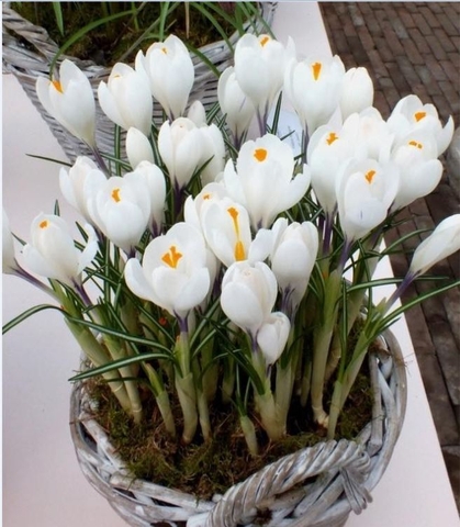 Củ Giống Hoa Nghệ Tây Hoa Màu Trắng - 5 Củ