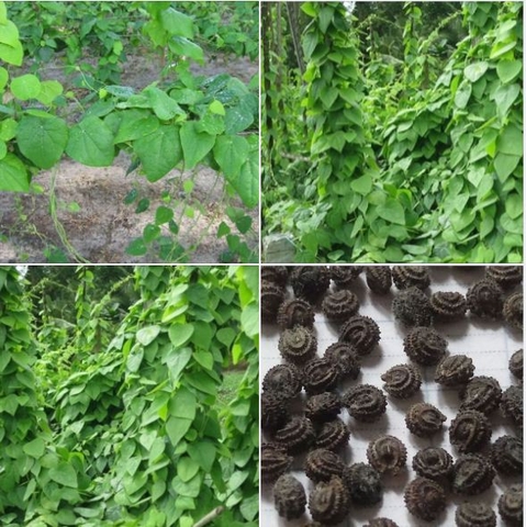 Hạt Giống Sương Sâm Lông