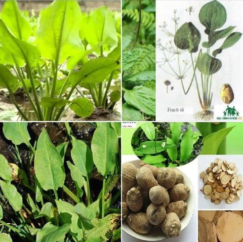 Hạt Giống Trạch Tả