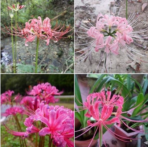 Củ giống hoa bỉ ngạn hoa màu hồng - 1 củ