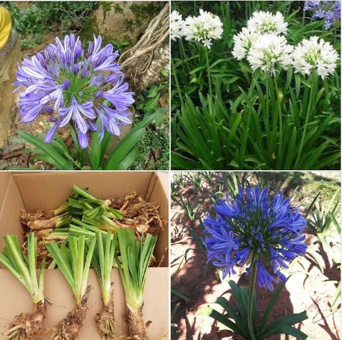 Củ Giống Hoa Thanh Anh