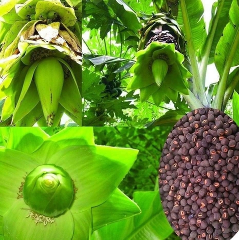 Hạt Giống Cây Chuối Cô Đơn ( Hạt Quả Chuối Cô Đơn)