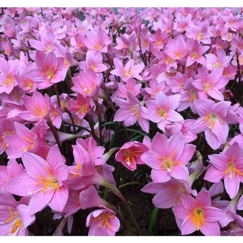 Củ Giống Hoa Huệ Mưa ( Combo 20 củ )