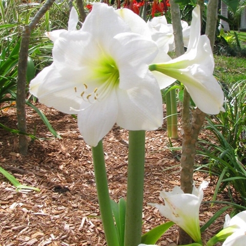 Củ giống hoa huệ tây hoa màu trắng tuyết thanh