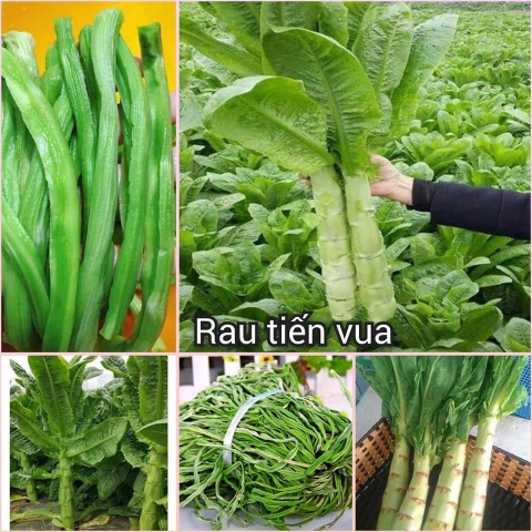Gói 2000 Hạt - Hạt giống rau tiến vua ( hạt giống rau ngó xuân )