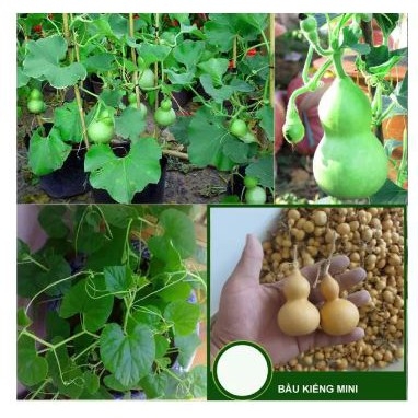 Hạt Giống Bầu Hồ Lô Tí Hon (5 hạt) Năng Suất Cao