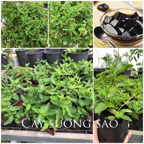 Hạt Giống Cây Sương Sáo Thạch Đen ( cây dược liệu ) gói 20 hạt