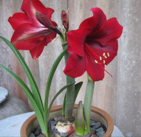 Củ Giống Hoa Huệ Tây Hoa Màu Đỏ Nhung