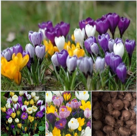 Bộ 10 củ giống hoa nghệ tây nhiều màu