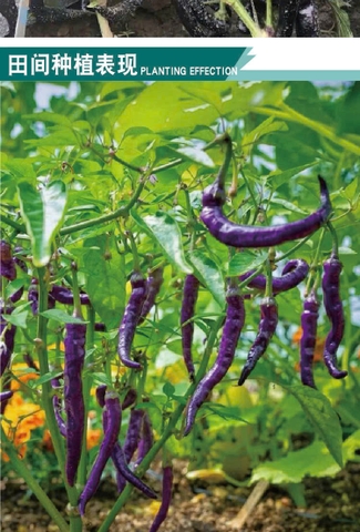 Hạt giống ớt đậu đũa tím - gói 30 hạt
