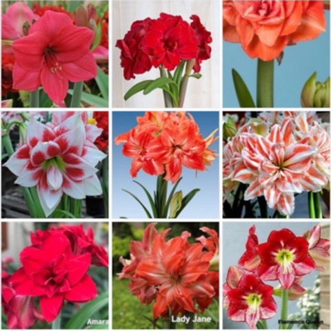 Củ hoa lan huệ cánh kép nhập khẩu - 1 củ (Tổng hợp nhiều loại cực đẹp)