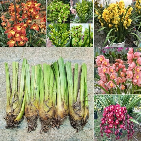 Củ giống hoa địa lan santo mix màu