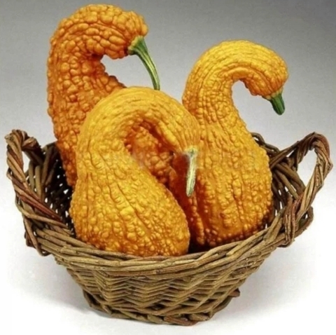 Hạt giống bí thiên nga F1