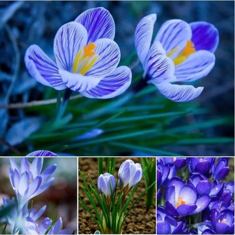 Củ Giống Hoa Nghệ Tây Hoa Màu Xanh - 5 Củ