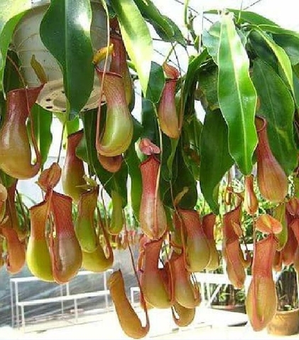 Hạt Giống Cây Bắt Mồi Nắp Ấm