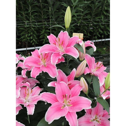 Củ giống hoa ly cao hoa thơm hoa màu hồng - Sorbane (1 củ)