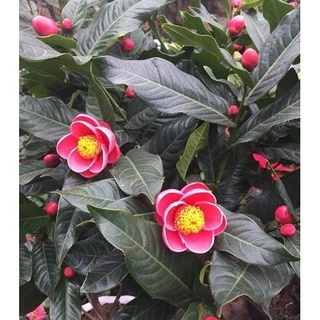 Hạt Giống Hoa Hải Đường