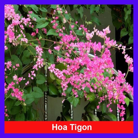 Hạt giống hoa tigon - Gói 5 hạt - khá dễ trồng và có thể thích nghi tốt với nhiều điều kiện khí hậu