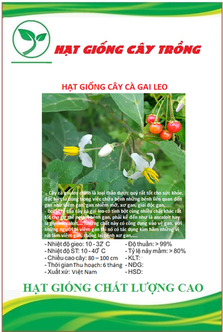 Hạt giống cây cà gai leo hoa trắng - Gói 50 hạt