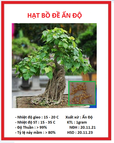 Hạt giống cây bồ đề ấn độ đỏ - 1 gram ( gần 30 hạt )