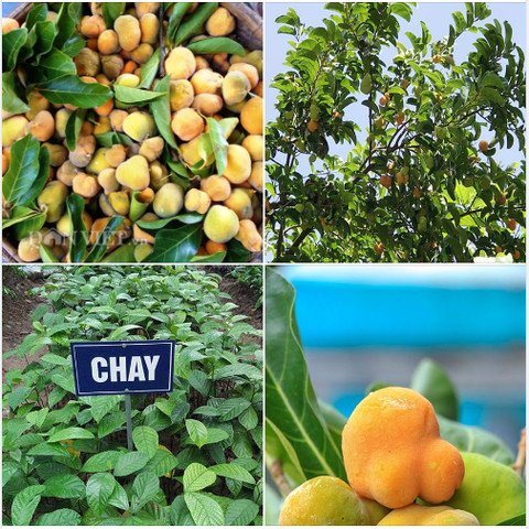 Hạt Giống Cây Chay