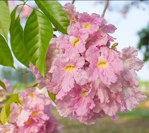 Hạt Giống Cây Hoa Kèn Hồng