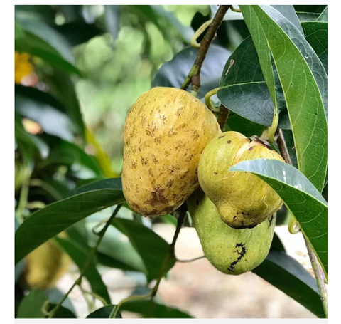 Hạt Giống Cây Bình Bát Thân Gỗ